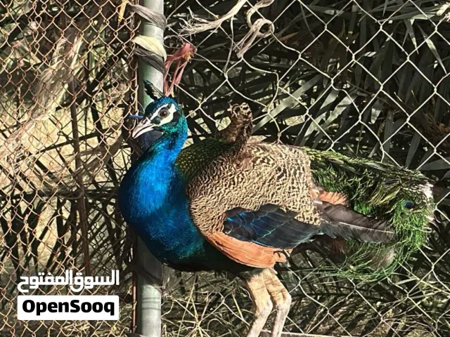 للبيع طااووسس ذكر بسعر ممتاز جدآ وغابل لتفاوض