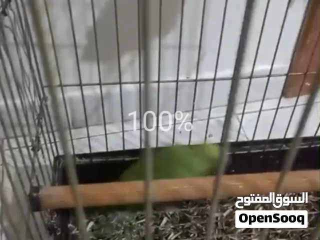 جوز ببغاء دره شوف الوصف