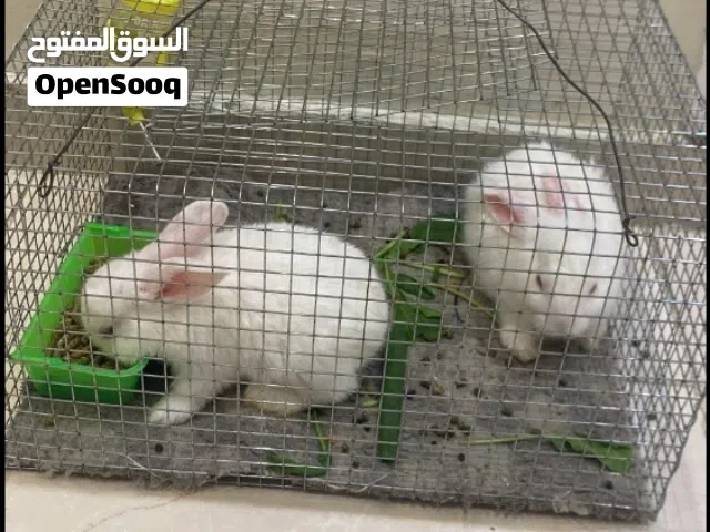 أرنب صغيرة أليف
