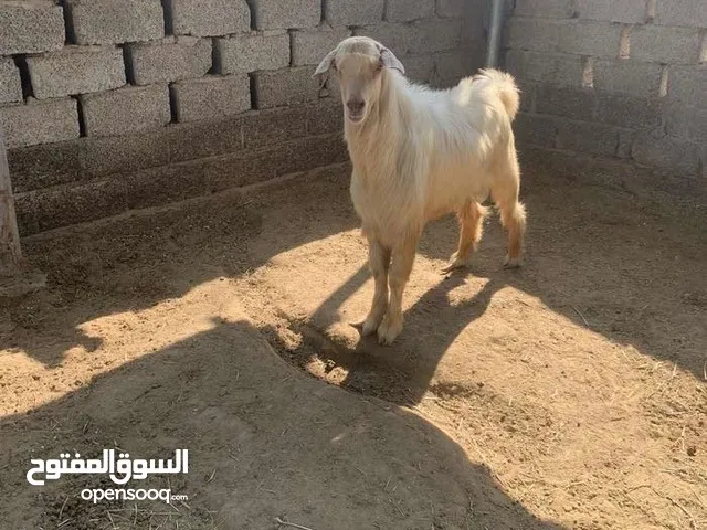 تيس من الحلال الجامودي