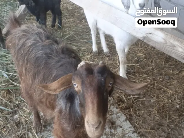 ماعز 3  ابيضه