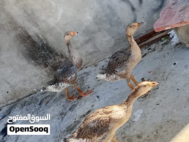 السلام عليكم بط متوفر