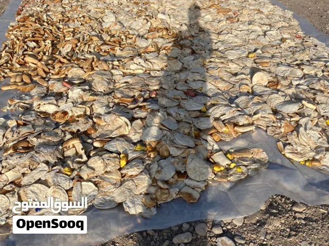 بيع خبز ميبس ماشاءالله كمية