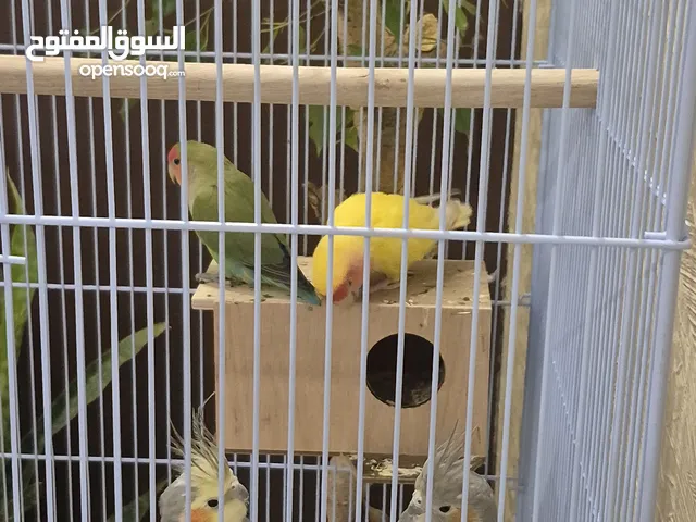 للبيع جوز كروان شبه أليف وجوز روز بسعر طيب