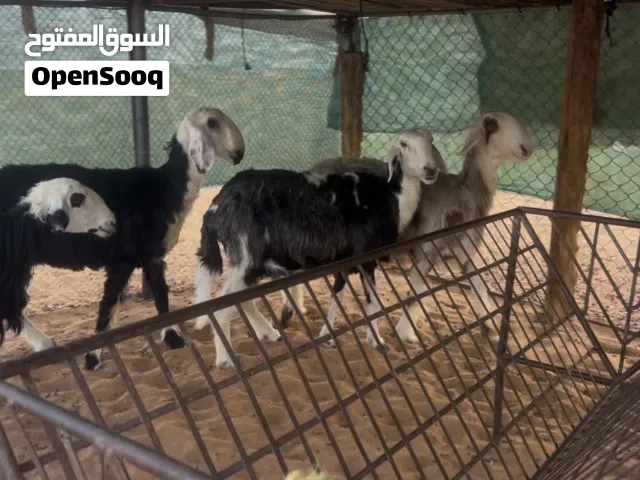 جعد مهجنات نجدي الاحجام الكبيرة