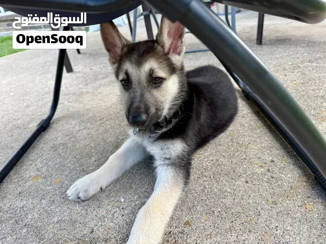 مطلوب جرو جيرمن حتي عمره 35 يوم نفس الفصيلة هذي يوكن في حدود 500