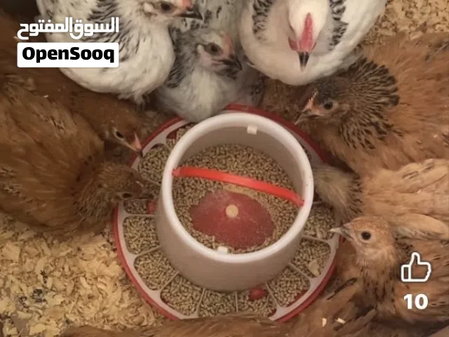 فرخات بف ساسكس للبيع