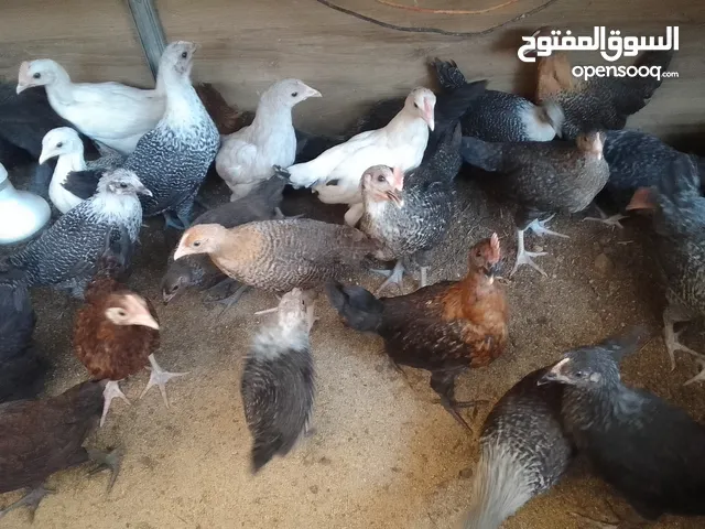 فرخات دجاج بلدي