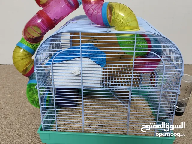 هامستر للبيع