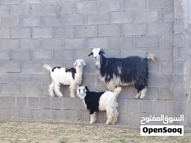 حلال للبيع