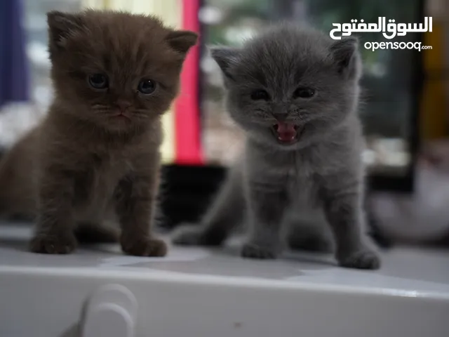 قطط سكوتش للبيع مناسبات عمر شهرين