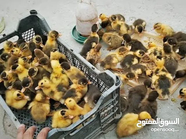 نوفر خَدمة تفقيس البيض (دجاج-بط) Eggs hatching services (ducks - chicken)