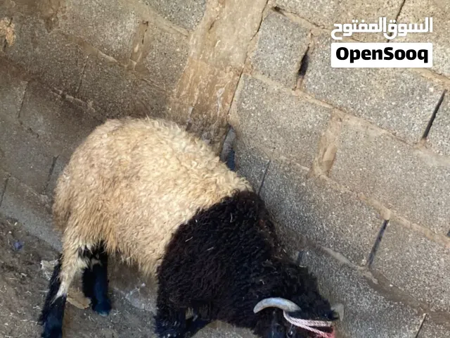 متوفر أربعة خرفان سوريا