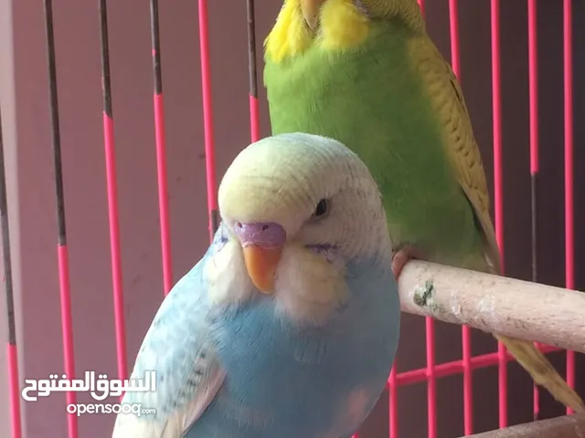 زوج ببغاء البدجي منتج من قبل