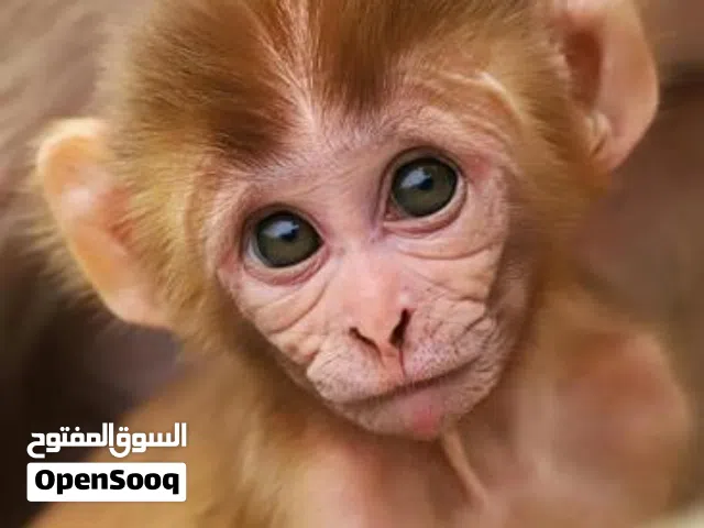 مطلوب مطلوب مطلوب قرد صغير