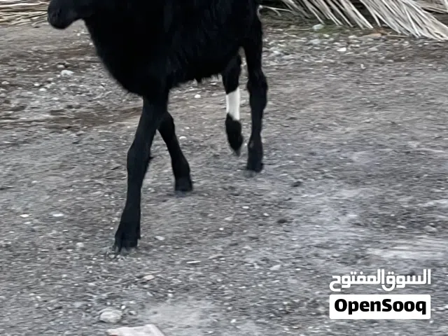 كبش ينفع للحلال