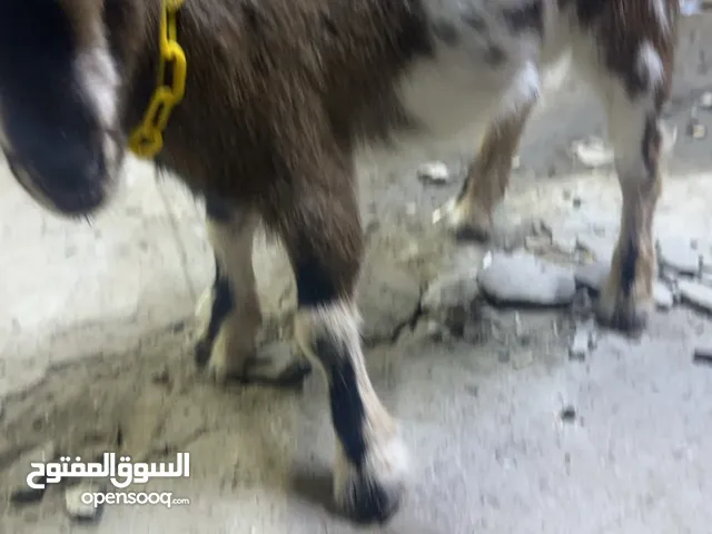 ماعز قزم ما اعرف عمره