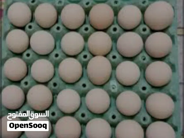 طبقه بيض الدجاج عرب للبيع جاهزه التفقيس