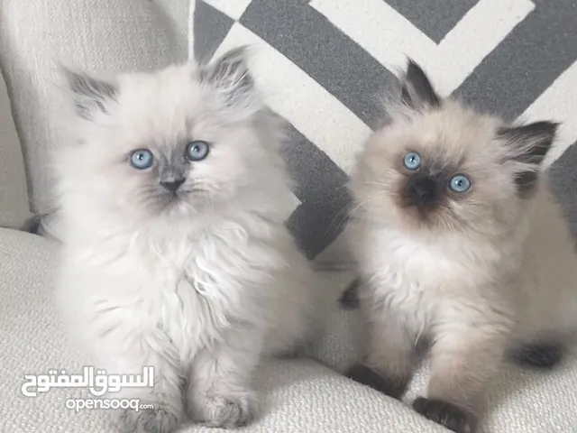 Ragdoll kittens for adoption