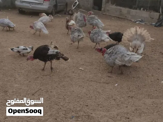 ديك رومي البيع.