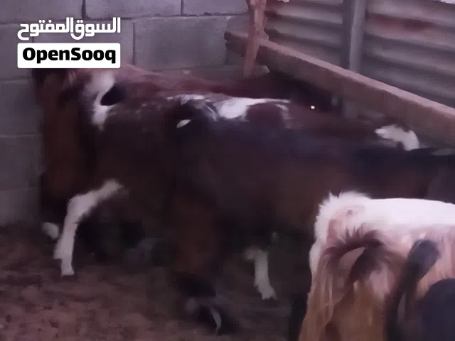 8طروف اسمان مخصيات مقرسات لين ديرات اوبر من ميزان تبارك الله