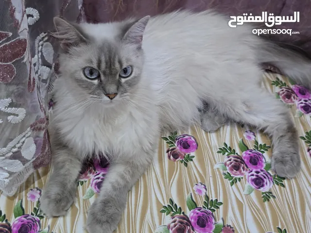 قط راكدولر