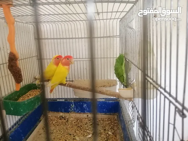 جوز روز تحتيهم فرخ مع قفص 3معالف وكوخهم