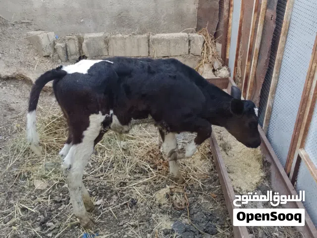 بسم الله ما شاء الله عجل قطعه سوبر  ساغ سليم كفاله من كل شي أن شاء الله  اربد لواء الكوره