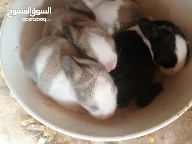 أرانب للبيع جميع الاحجام والالوان