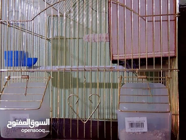 قفص طيور زينه ذهبي لتزيين بيتك