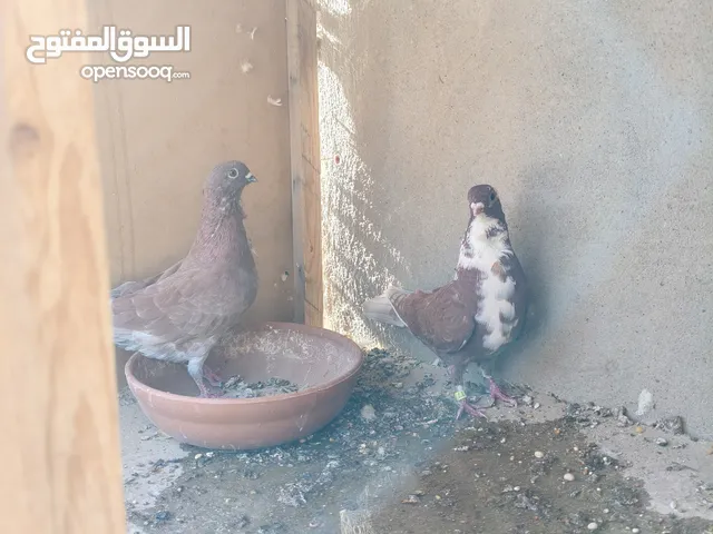 طيور ارافل