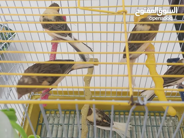5 عصافير كنار