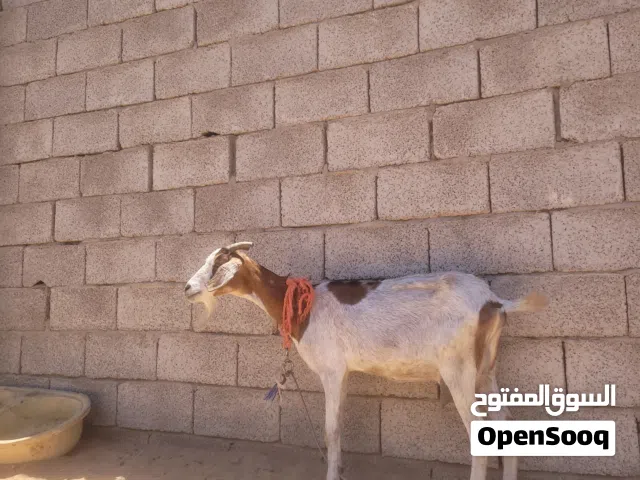 عنز حلابه تبارك الرحمن عز كسبه والي بيشد للعيد سنها اول جمع