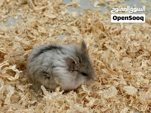 هامستر للبيع