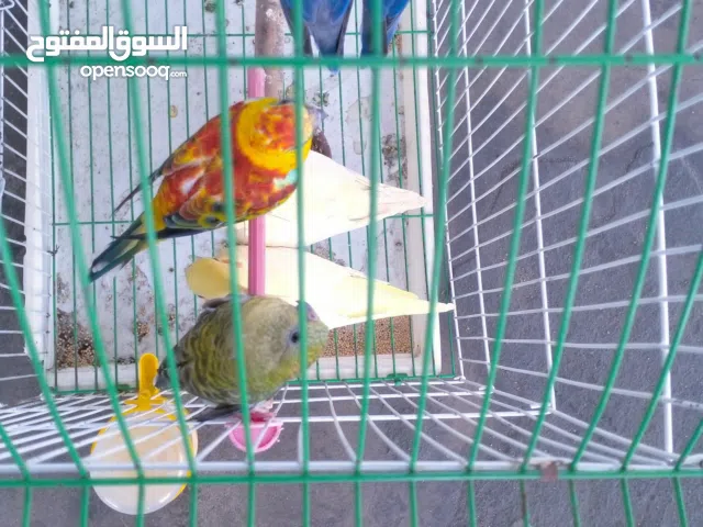 بغبغاء ريدرام و فيشير فلوت للبيع