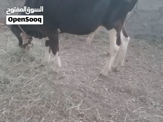 للبيع ثور ..