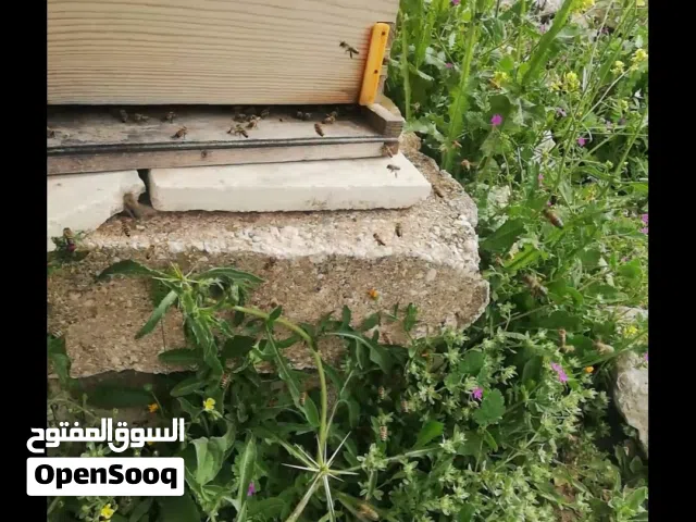 خلية نحل
