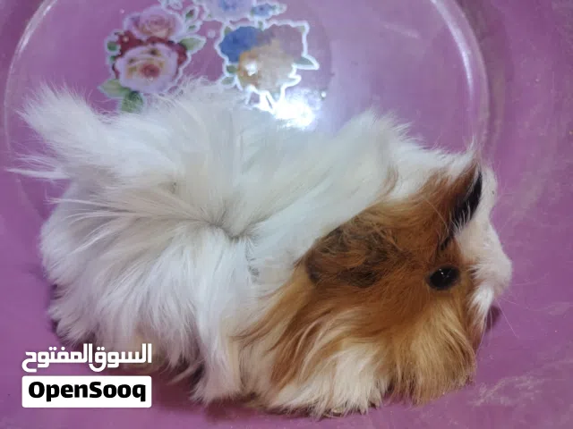 هامستر غنيا  جامعه حلوان كلمني واتس