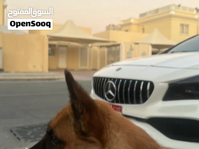 مالينوا مهجن جيرمن