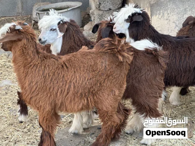 جدايا 5 + سخلات 3 عمانيات جباليات سمان حلال طيب للتربيه وللذبح مصدرهن من قطيع واحد كلهن