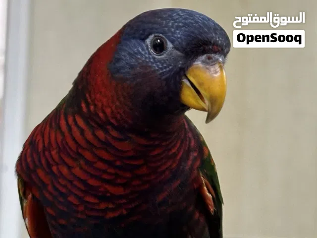 لوري هجين مستوى فاخر