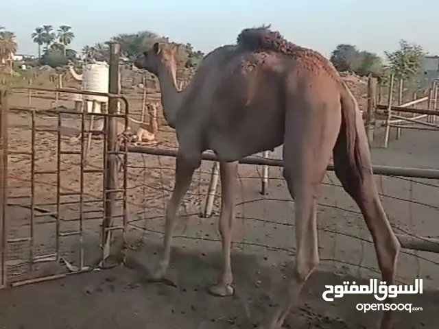 جعود لقي سمين