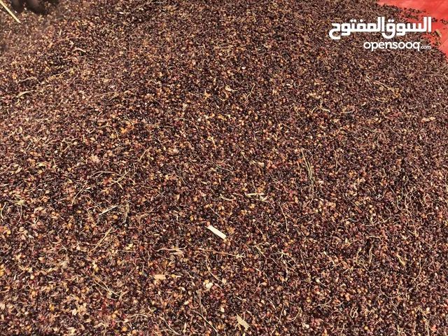 بذر غشمر (حريه) عماني للبيع