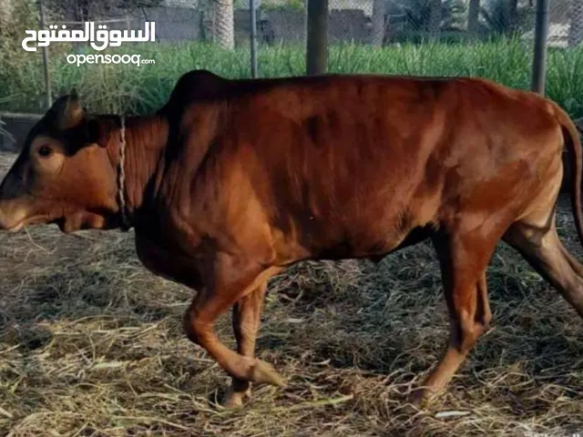 يتوفر لدينا باذن الله تعالى لحم بقر طازج ثاني يوم العيد