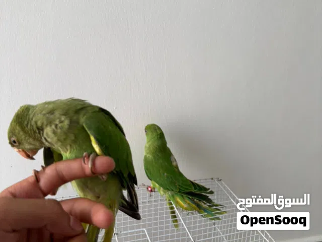 للبيع متوات الدره اليفات مدربات علئ الكلام