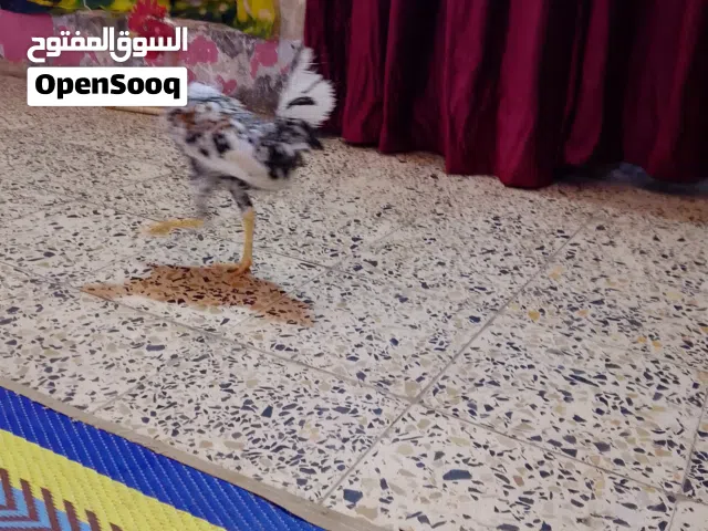 متاح ديج ودجاجة ابو ركبية عمر ستة أشهر صحة ونشاط