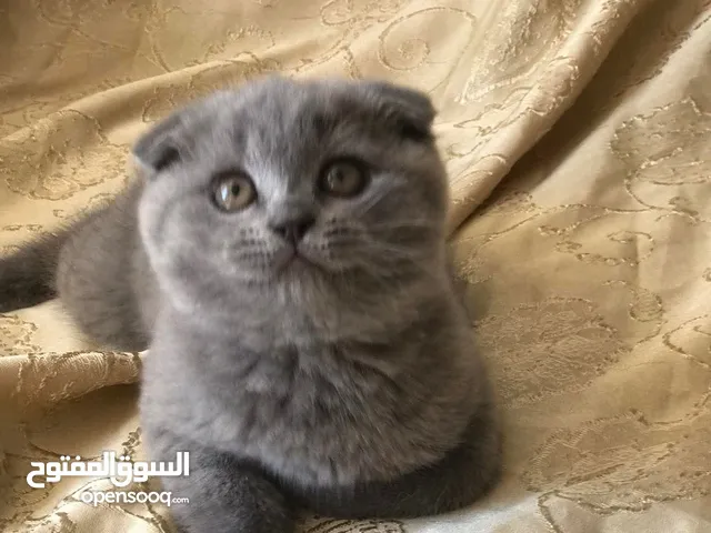 قطط سكوتش فولد .. وبريتش بيور