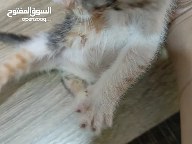 قطه للتبني
