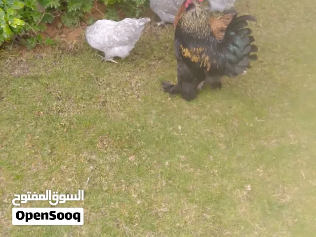 فروج و4 دجاجات زهري زهري سابل بوت