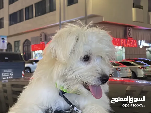 ‏والطيز كلب للبيع Maltese dog for sale